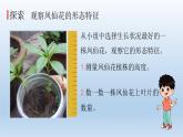 茎和叶PPT课件免费下载