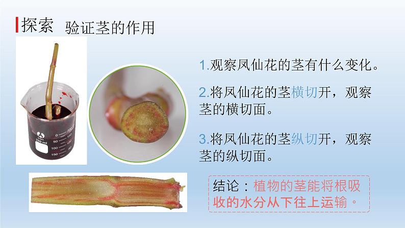 茎和叶PPT课件免费下载07