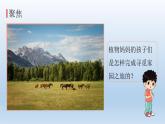 种子的传播PPT课件免费下载