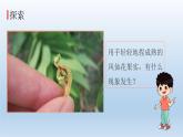 种子的传播PPT课件免费下载