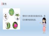 凤仙花的一生PPT课件免费下载
