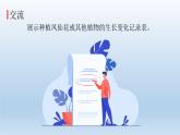 凤仙花的一生PPT课件免费下载