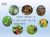 凤仙花的一生PPT课件免费下载