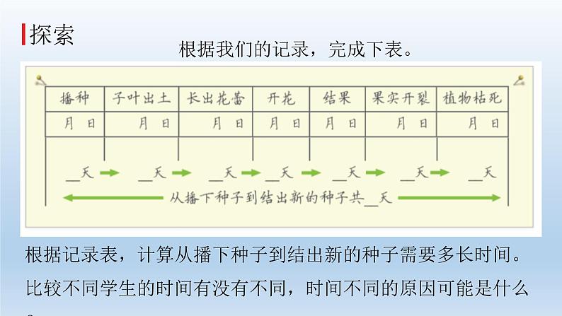 凤仙花的一生PPT课件免费下载06