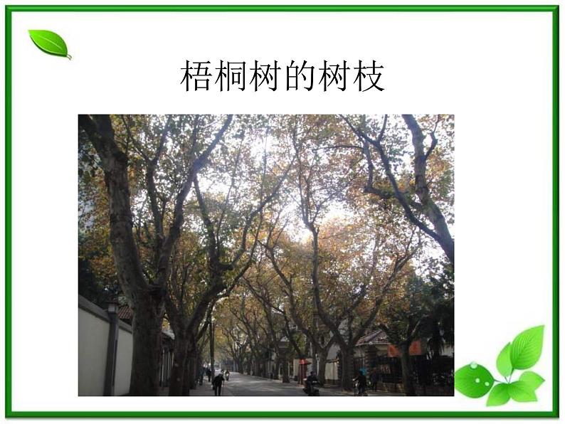 教科小学科学三上《1.1.我看到了什么》PPT课件04