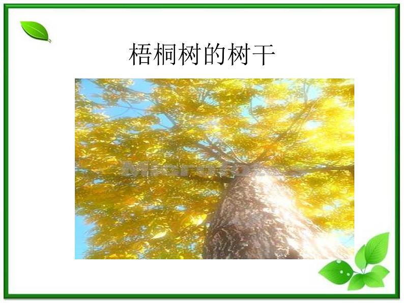 教科小学科学三上《1.1.我看到了什么》PPT课件05