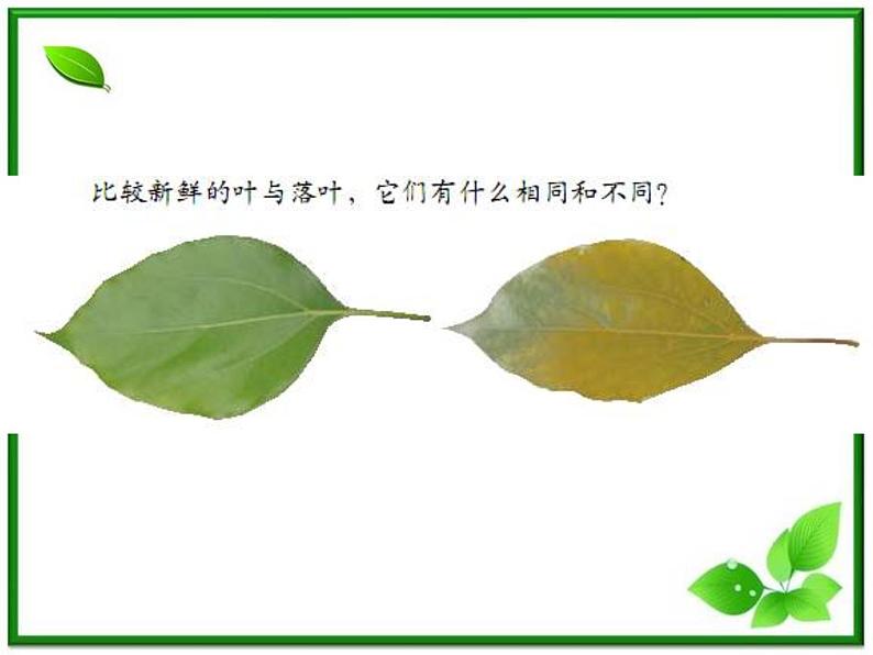 植物发生了什么变化PPT课件免费下载03