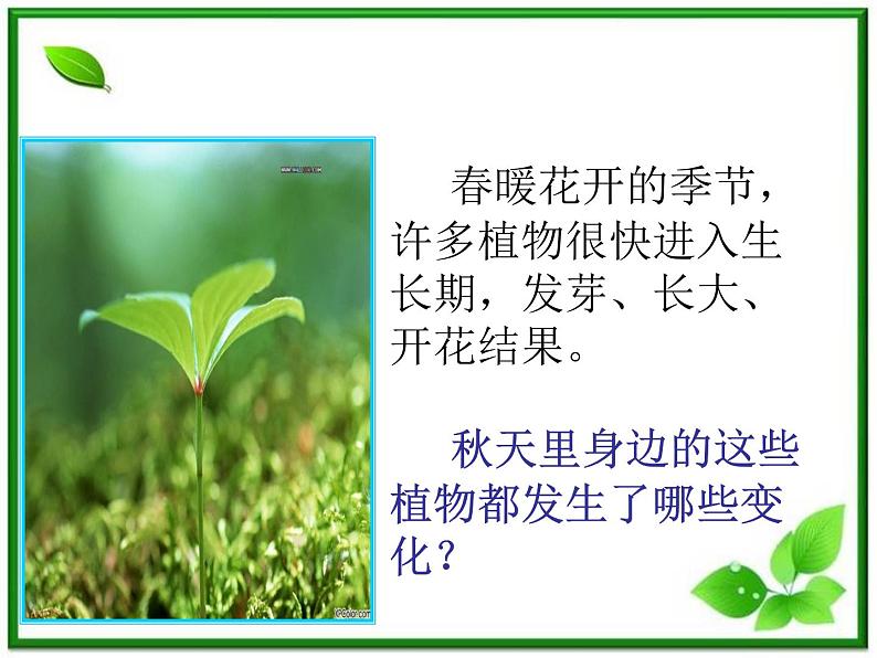 植物发生了什么变化PPT课件免费下载07