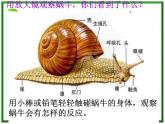 蜗牛(一)PPT课件免费下载