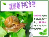 蜗牛（二）PPT课件免费下载