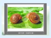 教科小学科学三上《2.2、蜗牛（一）》PPT课件