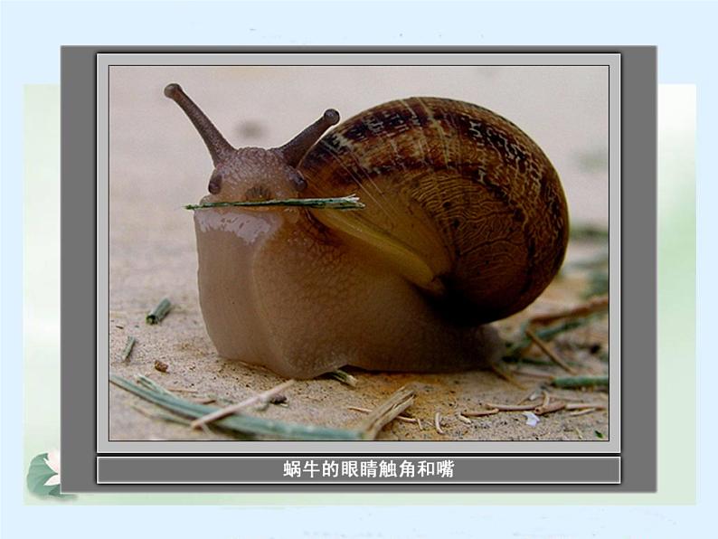 教科小学科学三上《2.2、蜗牛（一）》PPT课件06