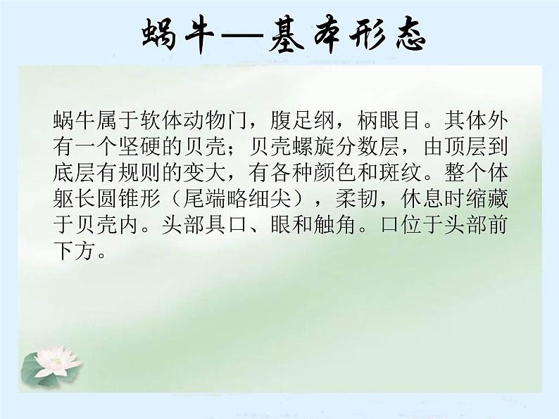 教科小学科学三上《2.2、蜗牛（一）》PPT课件07