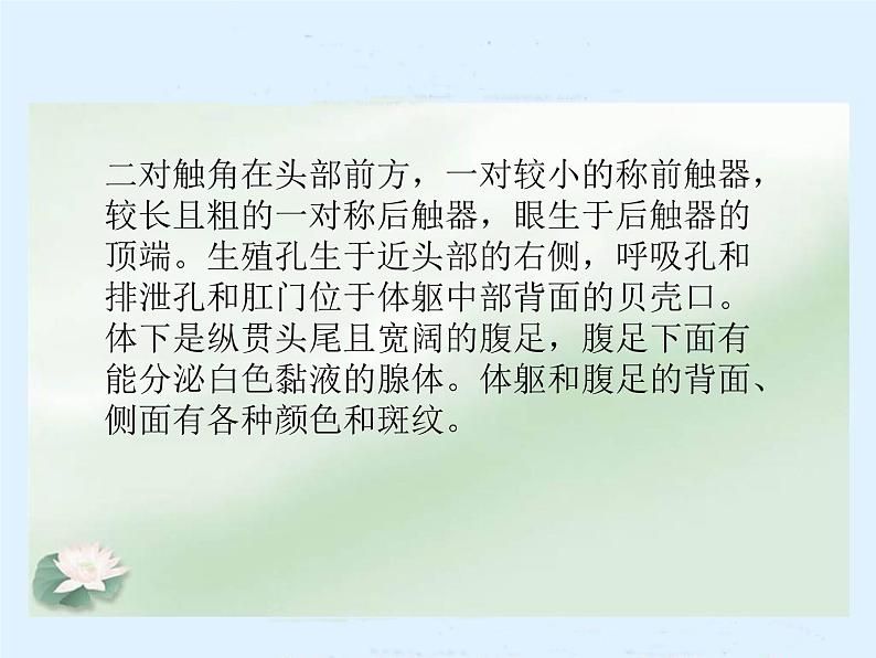 教科小学科学三上《2.2、蜗牛（一）》PPT课件08