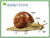 教科小学科学三上《2.2、蜗牛（一）》PPT课件