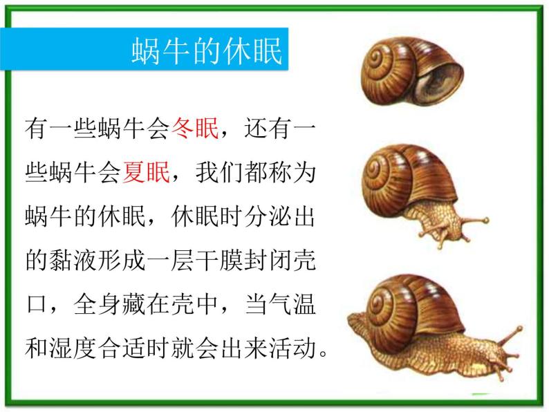 教科小学科学三上《2.3、蜗牛（二）》PPT课件05