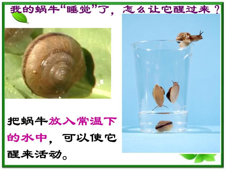 教科小学科学三上《2.3、蜗牛（二）》PPT课件03