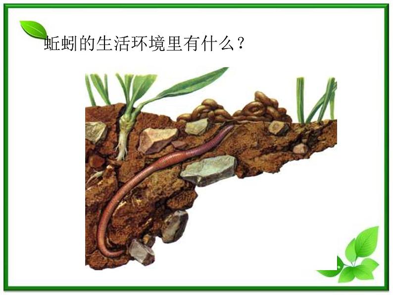 教科小学科学三上《2.4、蚯蚓》PPT课件02