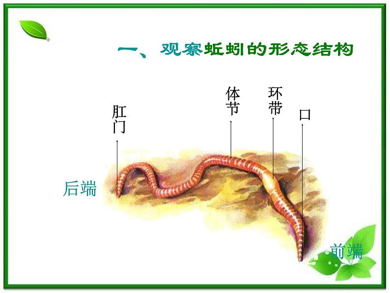 教科小学科学三上《2.4、蚯蚓》PPT课件04