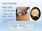 小學(xué)科學(xué)教科版四年級(jí)下冊(cè)第一單元《植物的生長變化》復(fù)習(xí)課件（2022新版）
