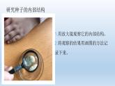 小學(xué)科學(xué)教科版四年級(jí)下冊(cè)第一單元《植物的生長變化》復(fù)習(xí)課件（2022新版）
