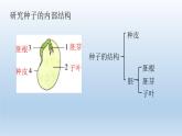 小学科学教科版四年级下册第一单元《植物的生长变化》复习课件（2022新版）