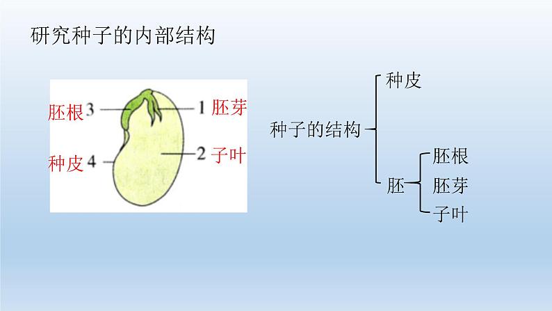 小学科学教科版四年级下册第一单元《植物的生长变化》复习课件（2022新版）第5页