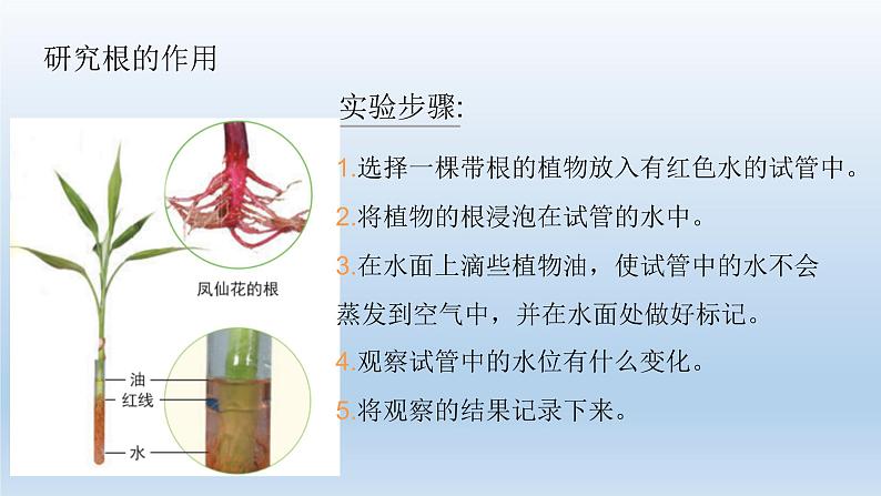 小学科学教科版四年级下册第一单元《植物的生长变化》复习课件（2022新版）第8页