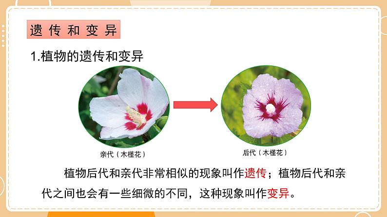 新教科版科学六下 第二单元  生物的多样性 复习PPT第8页