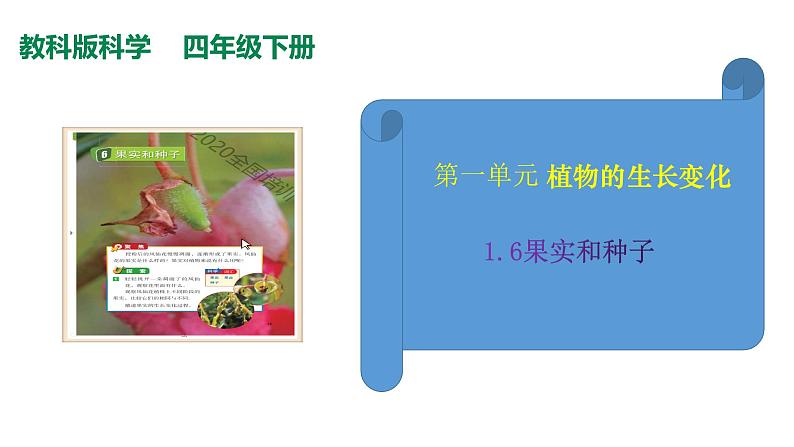 1.6果实和种子课件PPT02