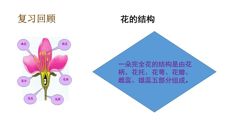 1.6果实和种子课件PPT05