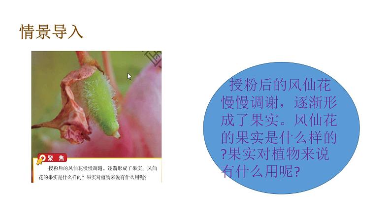 1.6果实和种子课件PPT07