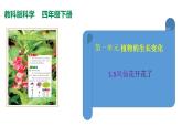 1.5鳳仙花開花了課件PPT