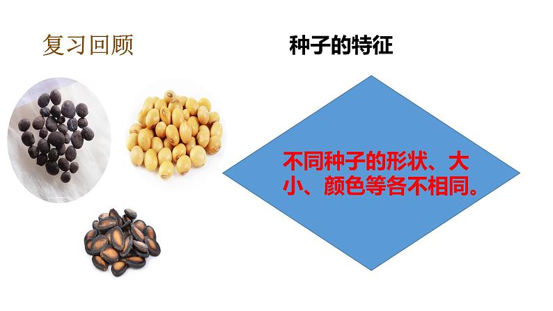 教科版(2017秋）四年级科学下册1.2种植凤仙花（课件31张+素材) 第5页