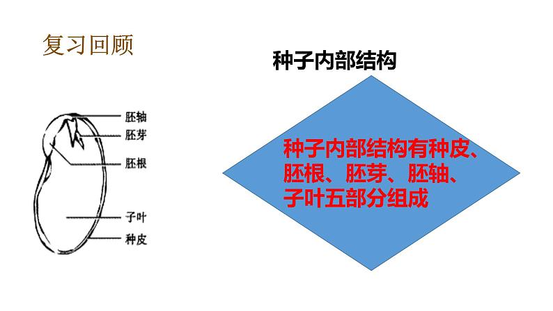 教科版(2017秋）四年级科学下册1.2种植凤仙花（课件31张+素材) 第6页