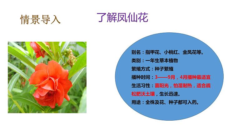 教科版(2017秋）四年级科学下册1.2种植凤仙花（课件31张+素材) 第8页