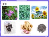 新教科版科學(xué)五下 1.1 種子發(fā)芽實(shí)驗(yàn) 課件PPT+視頻素材