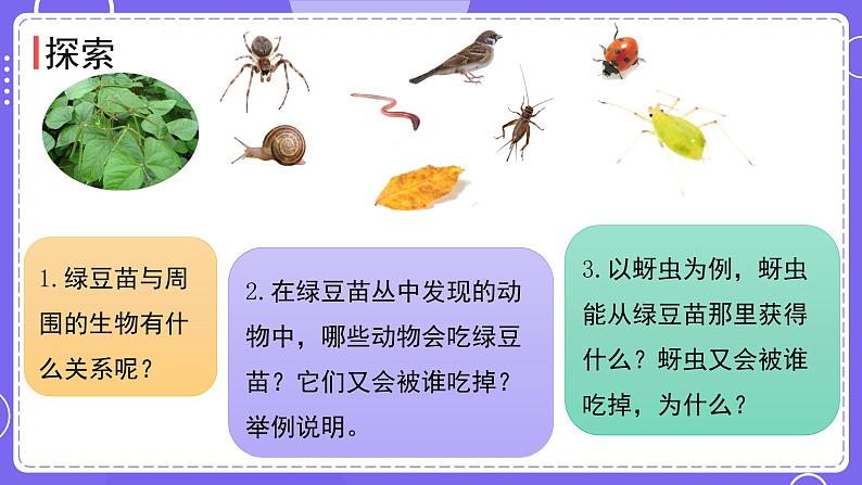 新教科版科学五下 第6课时  食物链和食物网 PPT课件第6页