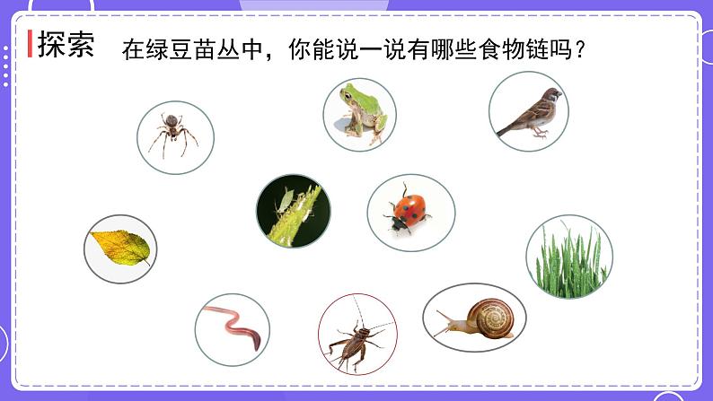 新教科版科学五下 第6课时  食物链和食物网 PPT课件第8页
