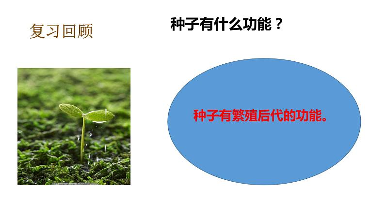 教科版（2017秋）五年级下册科学1.1种子发芽实验 PPT课件+素材06