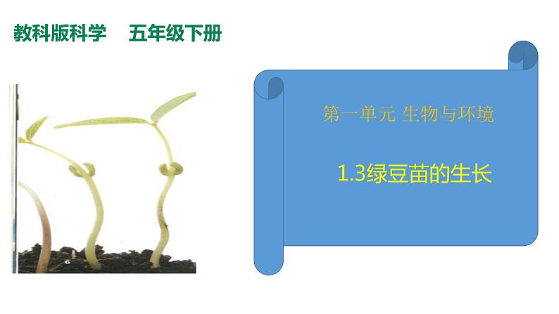 教科版（2017秋）五年级下册科学1.3绿豆苗的生长 PPT课件+素材02