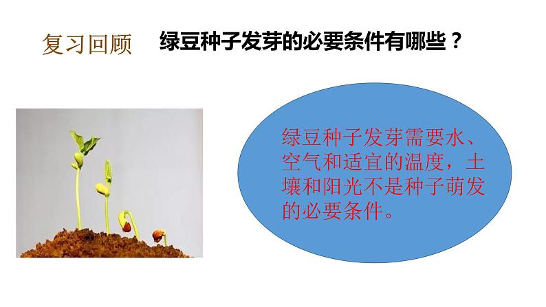 教科版（2017秋）五年级下册科学1.3绿豆苗的生长 PPT课件+素材07