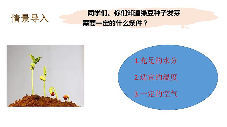 教科版（2017秋）五年级下册科学1.3绿豆苗的生长 PPT课件+素材08