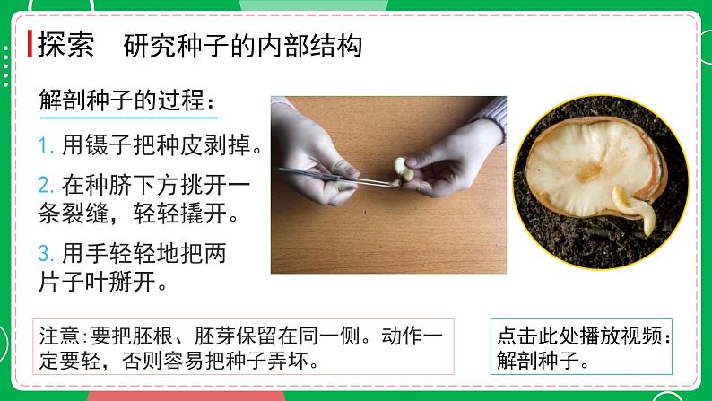 新教科版四下科学 1.1 种子里孕育着新生命 课件PPT+视频素材07