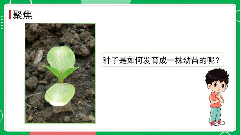 新教科版四下科学 1.2 种植凤仙花 课件PPT+视频素材02