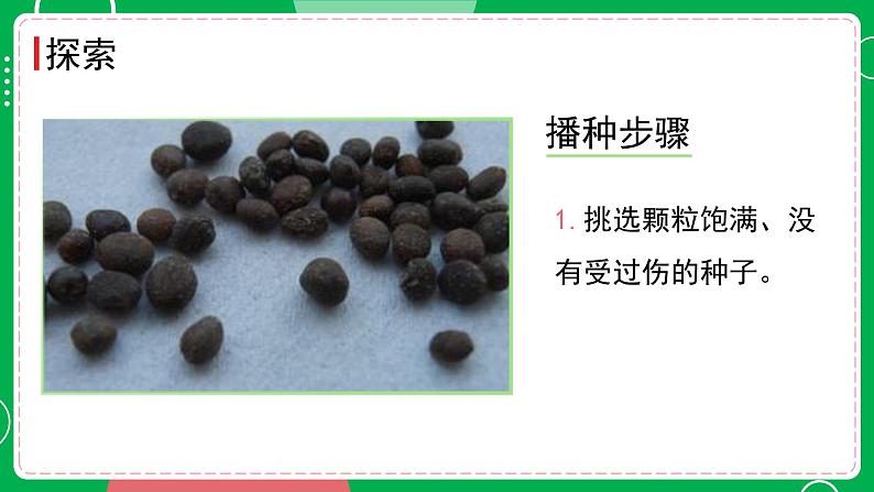 新教科版四下科学 1.2 种植凤仙花 课件PPT+视频素材06