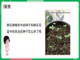 新教科版四下科学 1.3 种子长出了根 课件PPT+视频素材