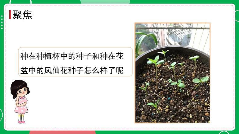 新教科版四下科学 1.3 种子长出了根 课件PPT+视频素材02