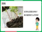 新教科版四下科学 1.3 种子长出了根 课件PPT+视频素材