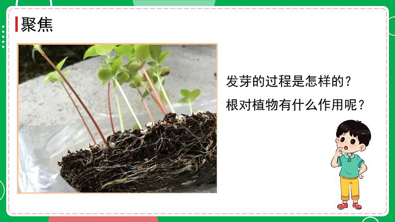 新教科版四下科学 1.3 种子长出了根 课件PPT+视频素材03
